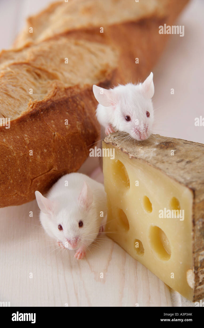 Mice eating cheese Stock Photo Alamy