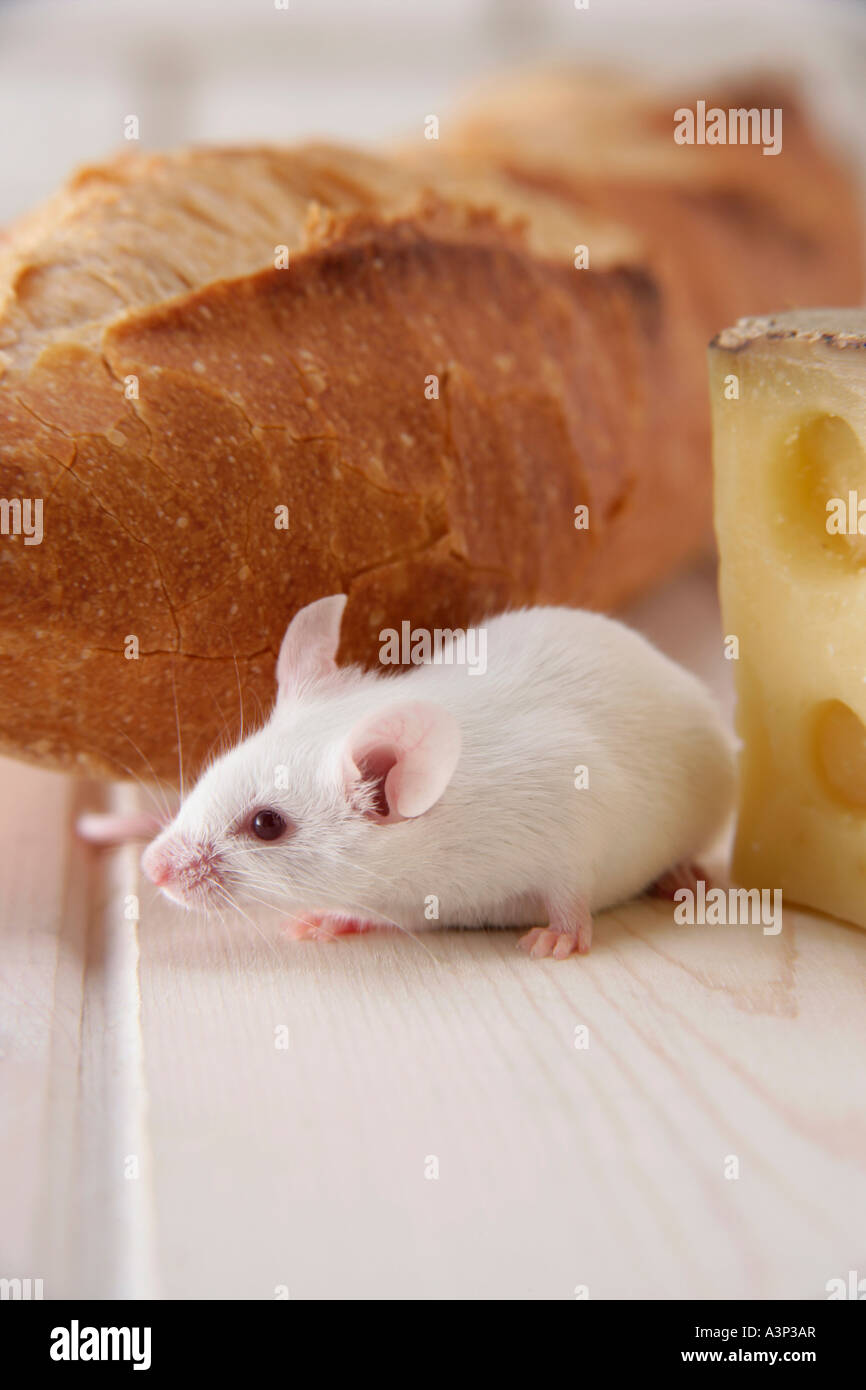 A mouse walking among foods Stock Photo Biology Diagrams