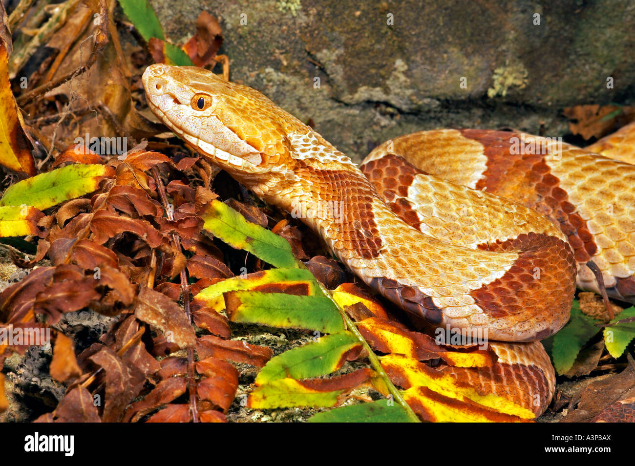 Northern Copperhead Snake Agkistrodon contortrix mokasen Eastern USA Stock Photo