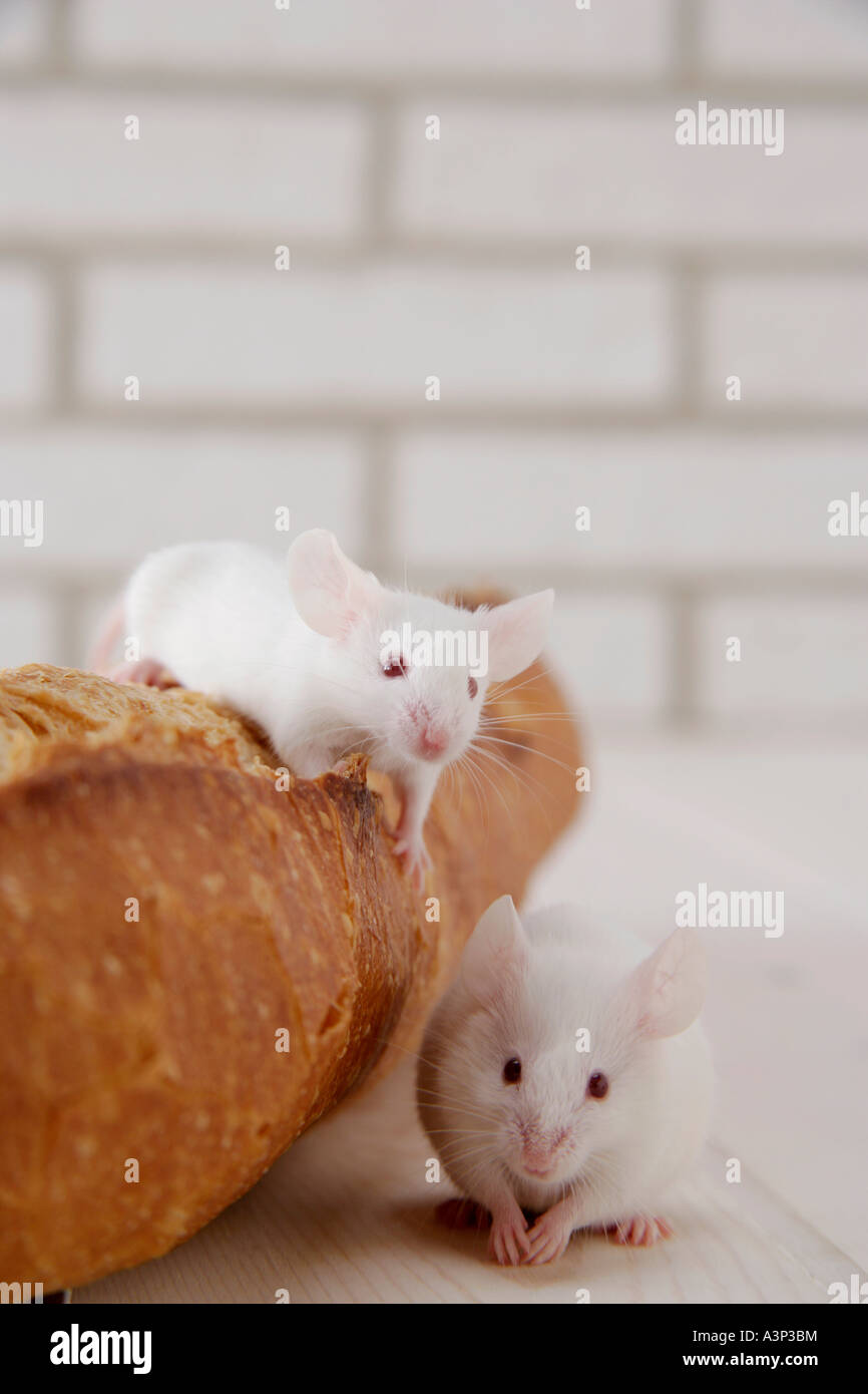 Mice on top of bread Stock Photo Alamy