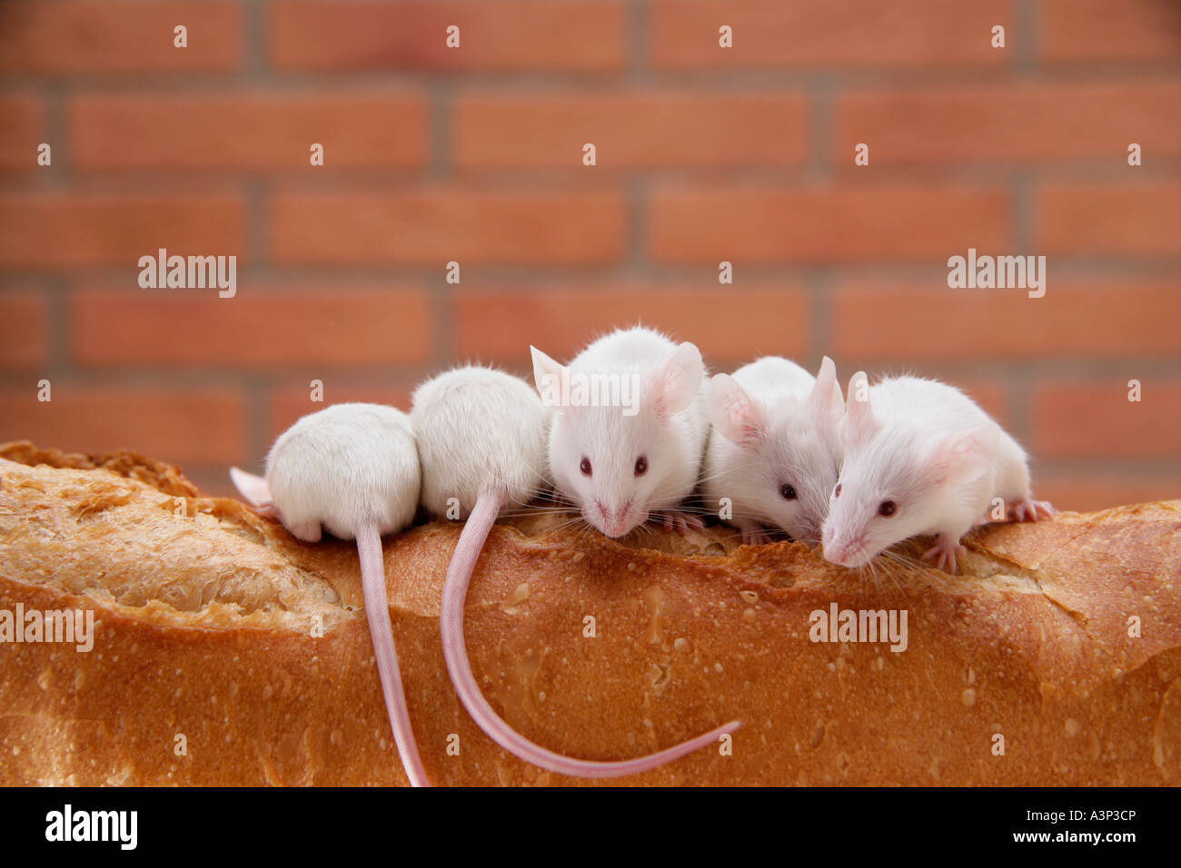Mice on top of bread Stock Photo - Alamy