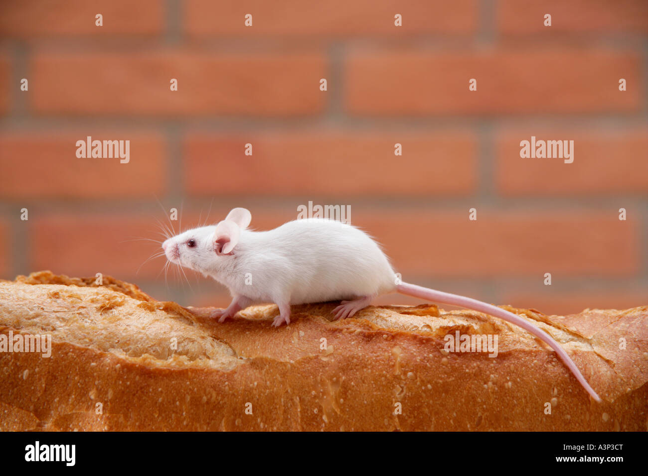 A mouse on top of bread Stock Photo - Alamy