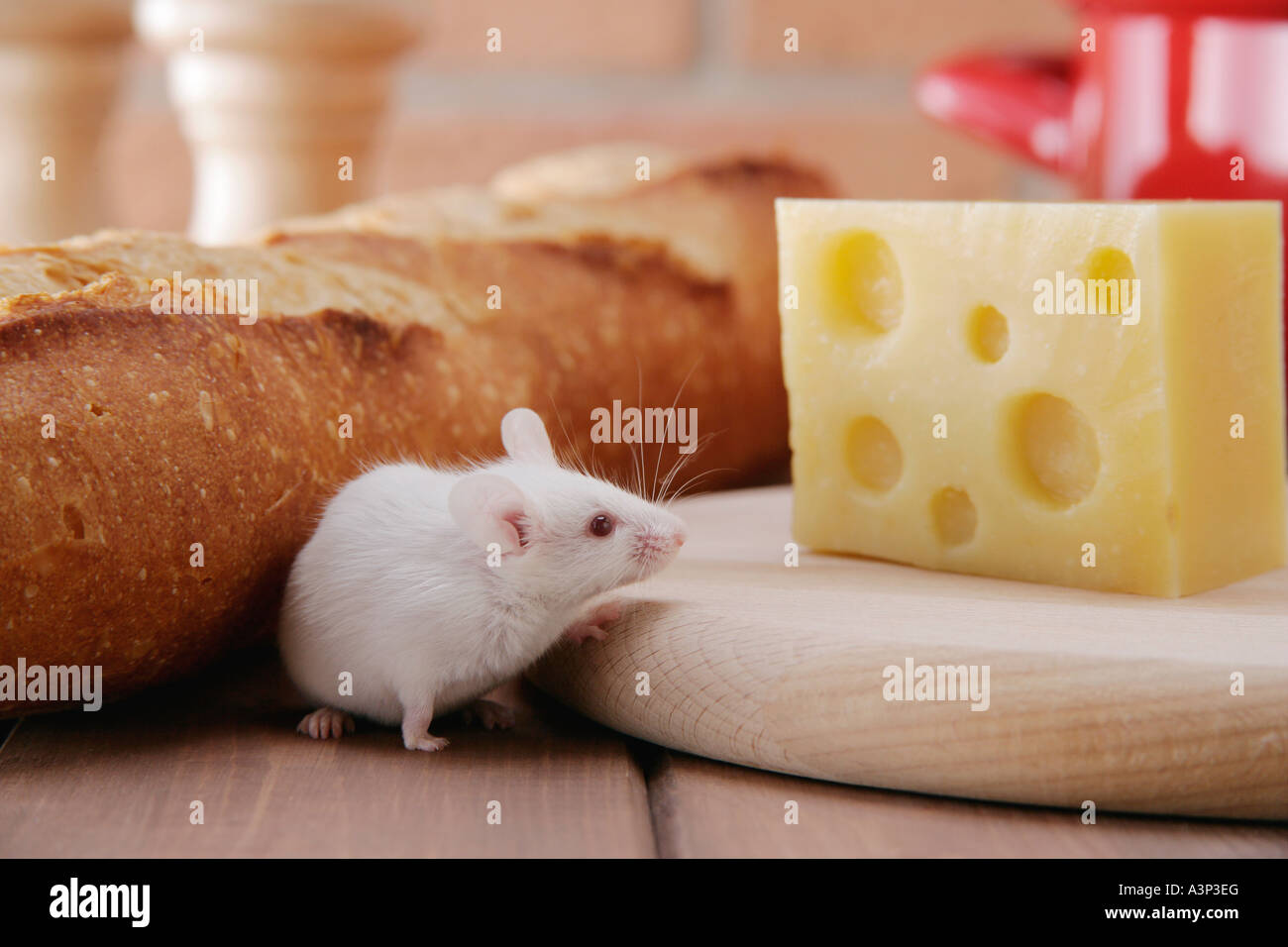 A mouse walking among foods Stock Photo Biology Diagrams