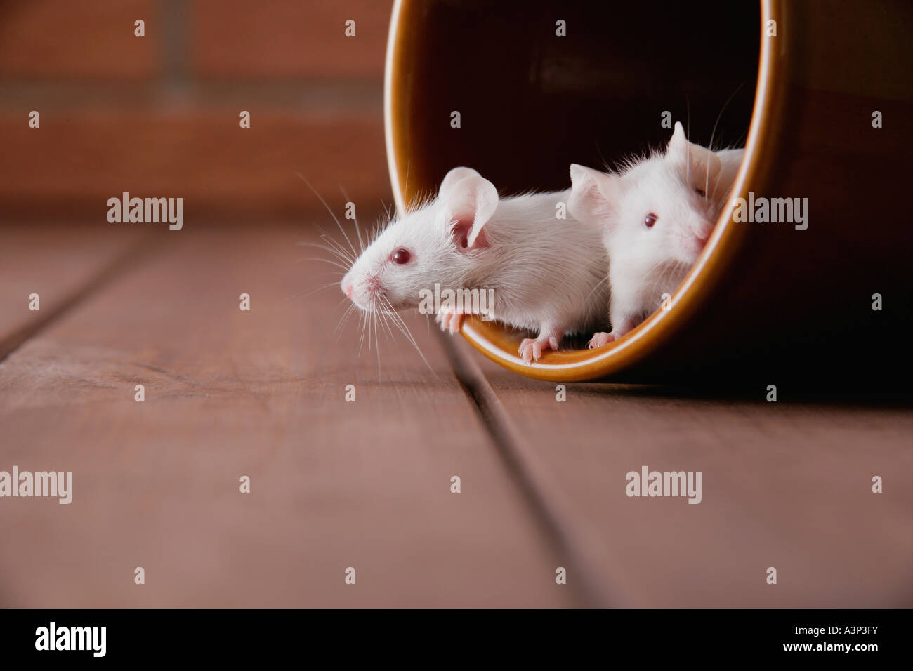 Mice in a jar Stock Photo Alamy