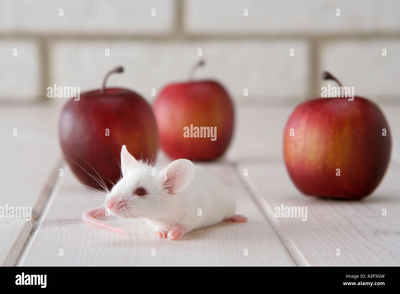 A mouse and apples Stock Photo Alamy