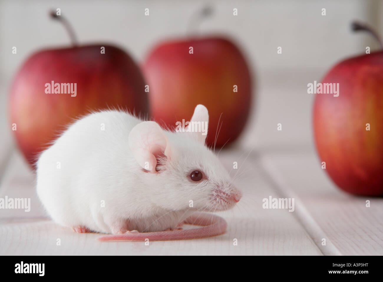 A mouse and apples Stock Photo Alamy