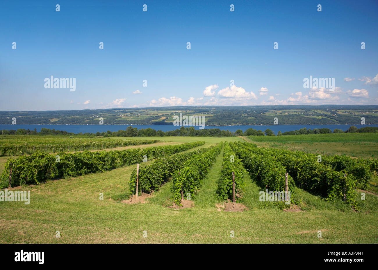 Grape vineyards on west side of Seneca Lake at Glenora Winery in the Finger Lakes region of New York State Stock Photo