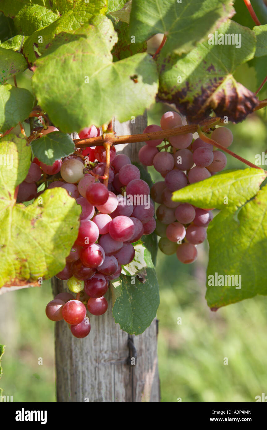 Grapes in vineyards in the Finger Lakes region of New York State in September 2006 Stock Photo
