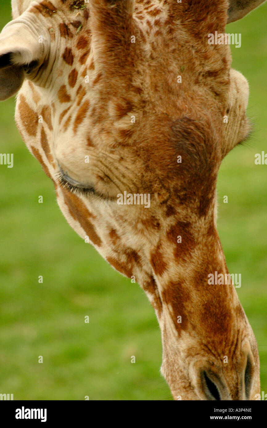 giraffe eating Stock Photo