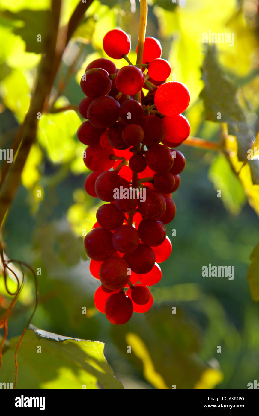 Grapes in vineyards in the Finger Lakes region of New York State in September 2006 Stock Photo