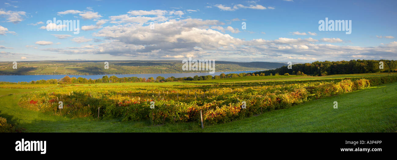 Grape vineyards on Seneca Lake in the Finger Lakes region of New York State Stock Photo
