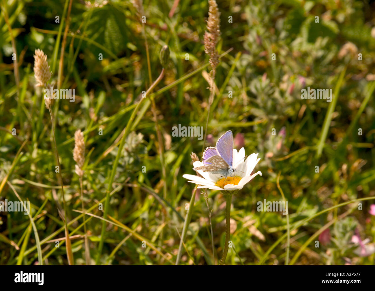 Common Blue Butterfly perched on a Daisy Stock Photo