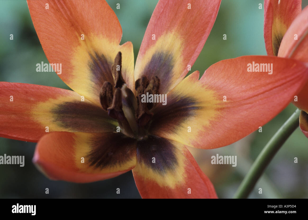Tulipa humilis var. pulchella 'Little Princess'. Stock Photo