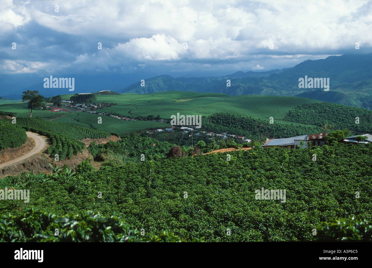 Coffee plantations, Costa Rica Stock Photo Alamy