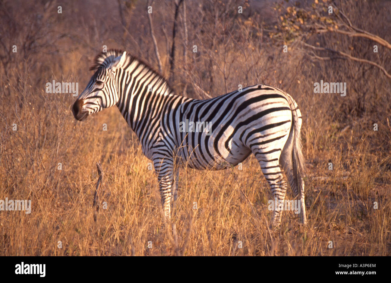 Burchell's zebra, Zimbabwe. Equus quagga burchellii Stock Photo - Alamy