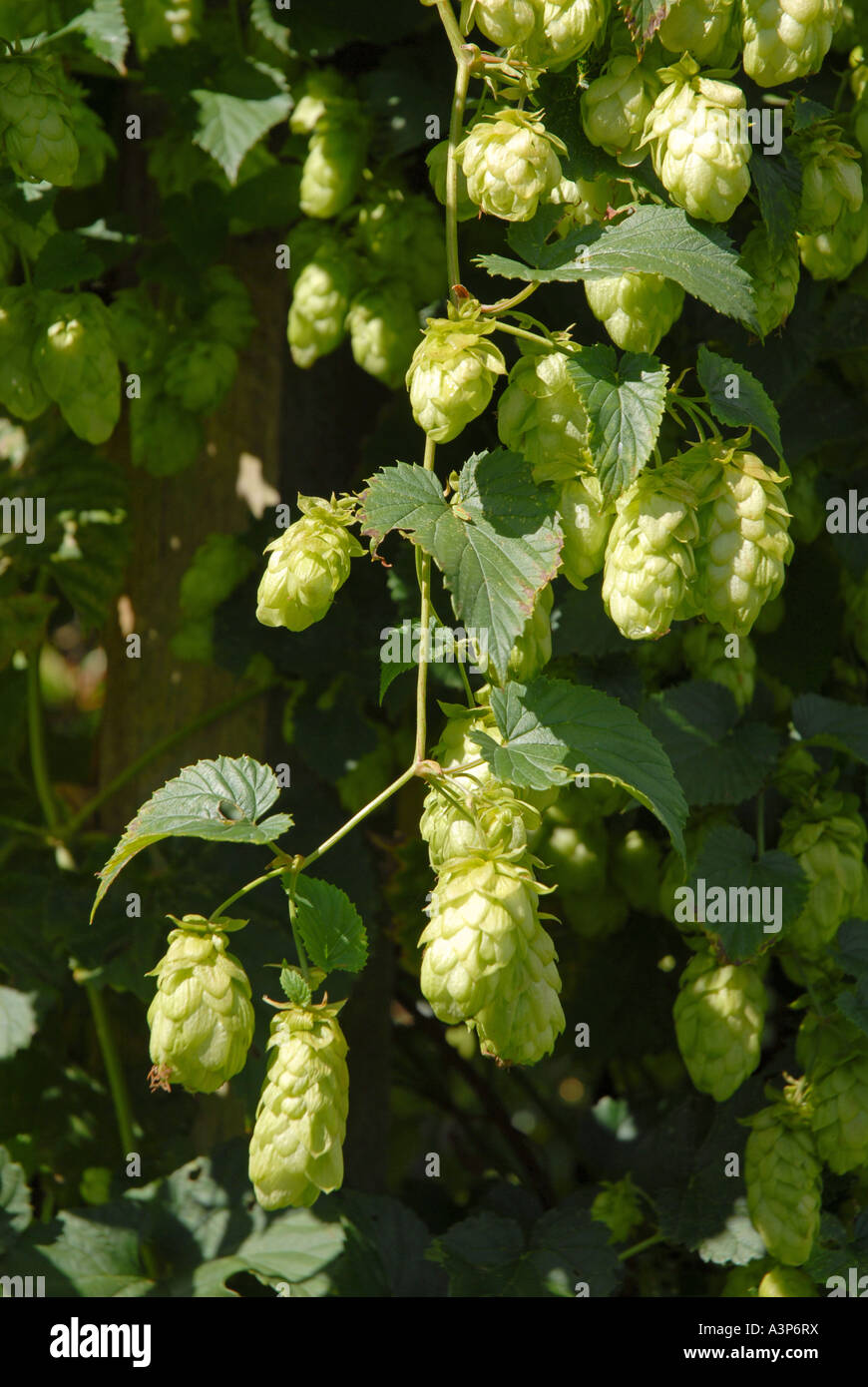 Decorative hops on vine in English garden Stock Photo