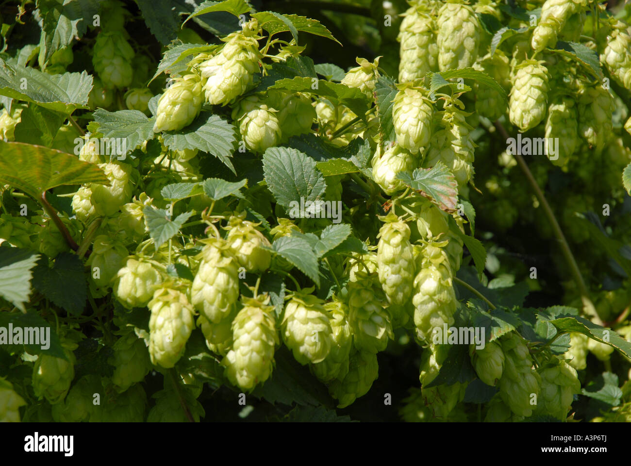 Decorative hops on vine in English garden Stock Photo