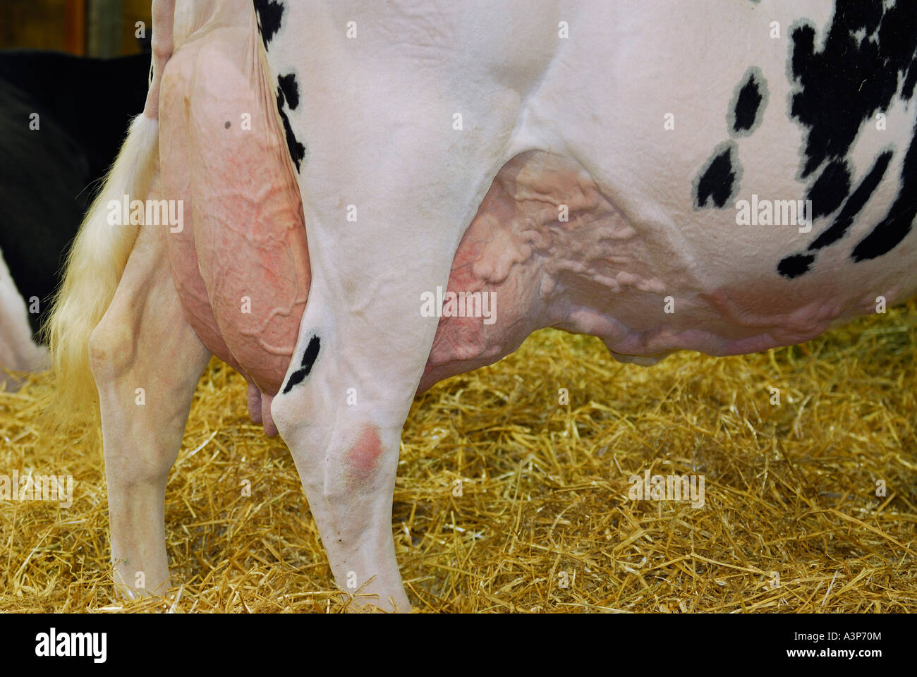 Holstein cow in the barn with udder ready to be milked Royal Agricultural Winter Fair  Canadian National Exhibition Toronto Stock Photo