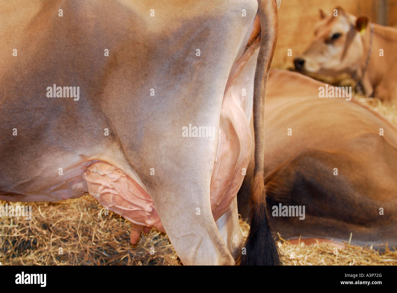 Jersey milk cows in the barn showing full udder Stock Photo