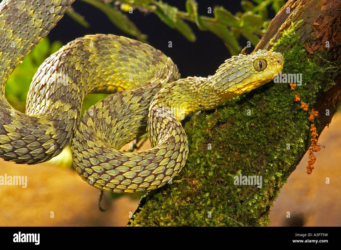 Close-up Of A Yellow Variable Bush Viper (Atheris Squamigera) From Central  African Countries. Stock Photo, Picture and Royalty Free Image. Image  153408574.