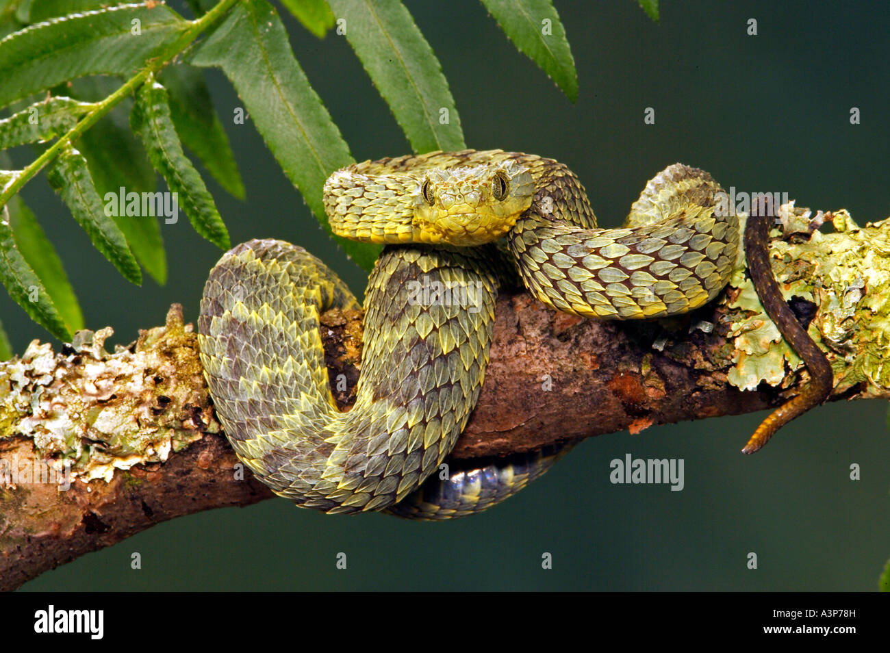 Green bush viper Atheris squamigera , on a branch, captive, Congo, Africa  Copyright: imageBROKER