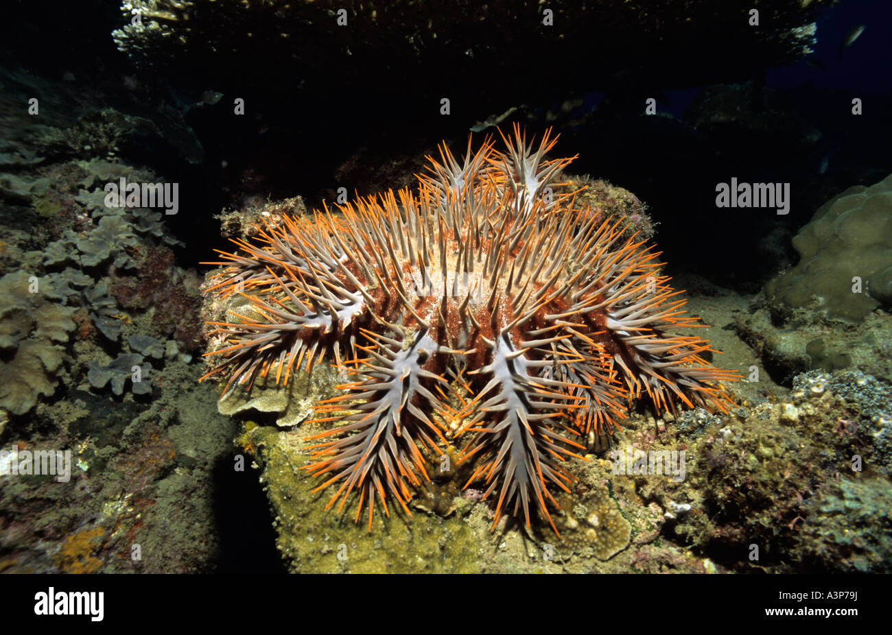 Crown of Thorns Starfish Acanthaster planci Perhentian Island Malaysia Stock Photo