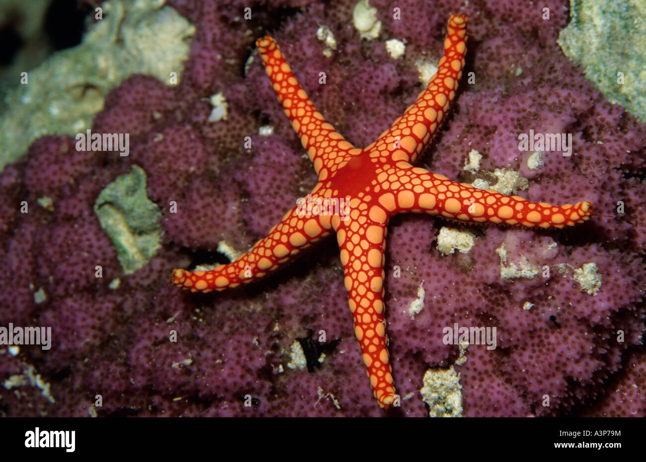 Pearl Starfish Fromia monilis Red Sea Egypt Stock Photo