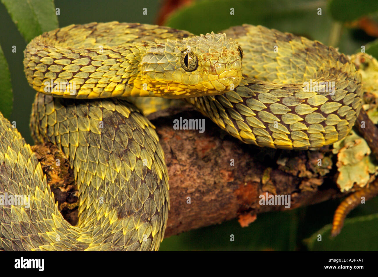 Green Bush Viper Atheris squamigera , animal portrait, captive, Congo,  Africa