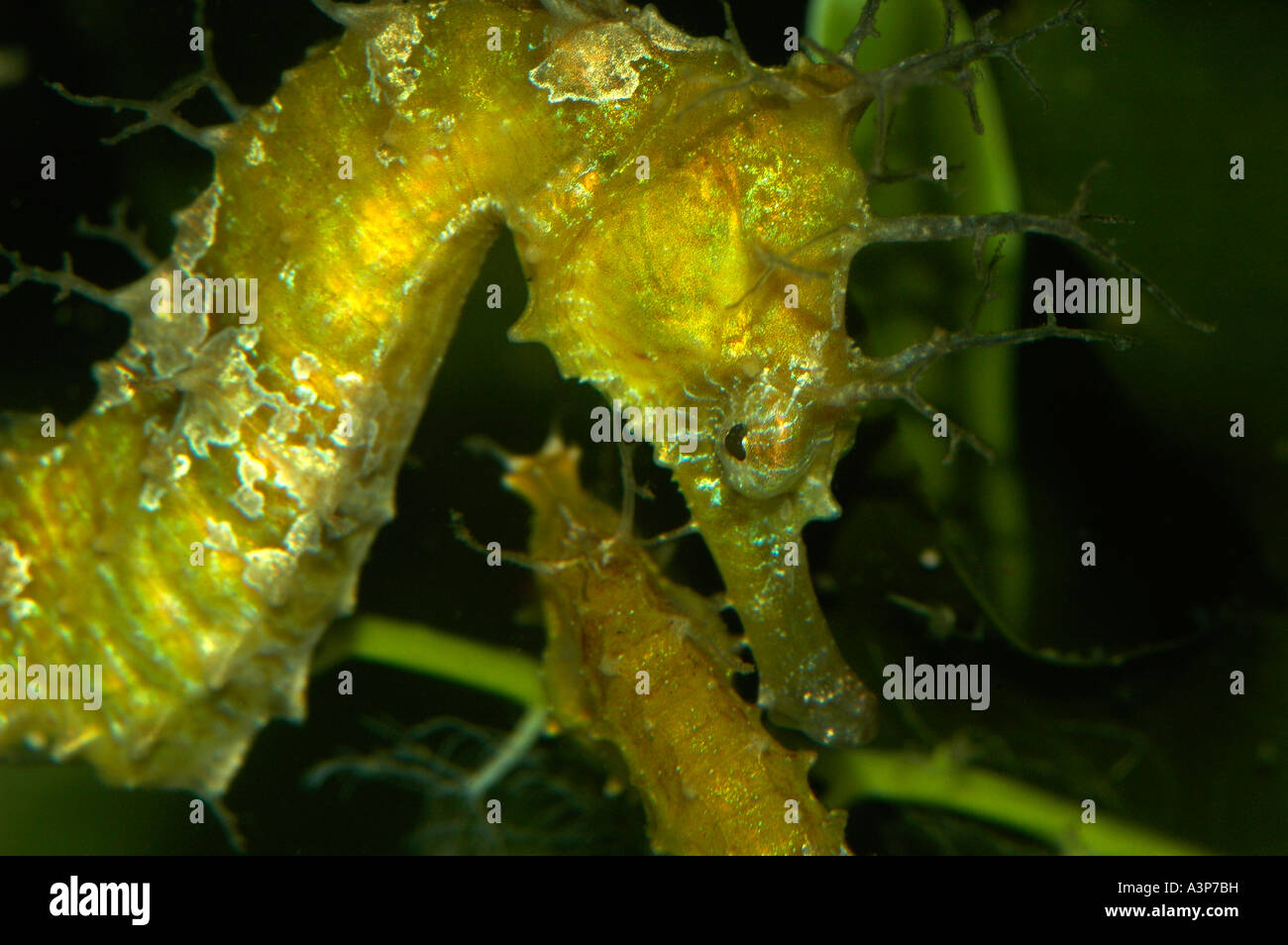 Long snouted Seahorse Hippocampus erectus Atlantic Ocean Male USA Stock Photo