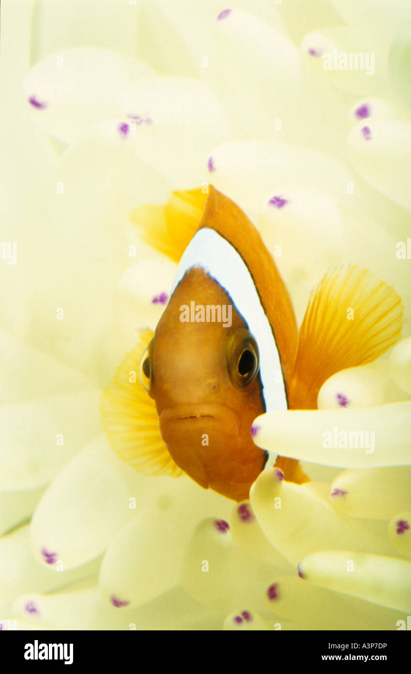 Tomatoe Clownfish Amphiprion frenatus Juvenile tomatoe clownfish inside host anenomes tentacles Indo Pacific region Malaysia Stock Photo