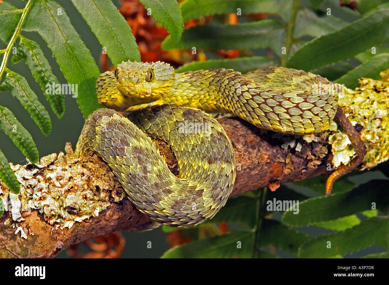 Atheris squamiger hi-res stock photography and images - Alamy