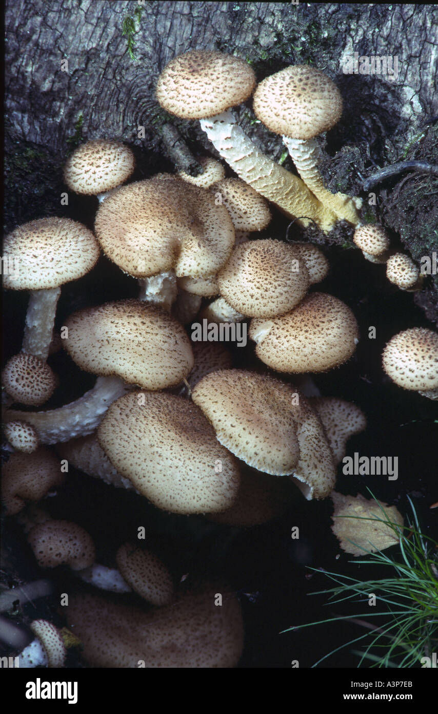 Pholiota squarrosa fungi  Stock Photo