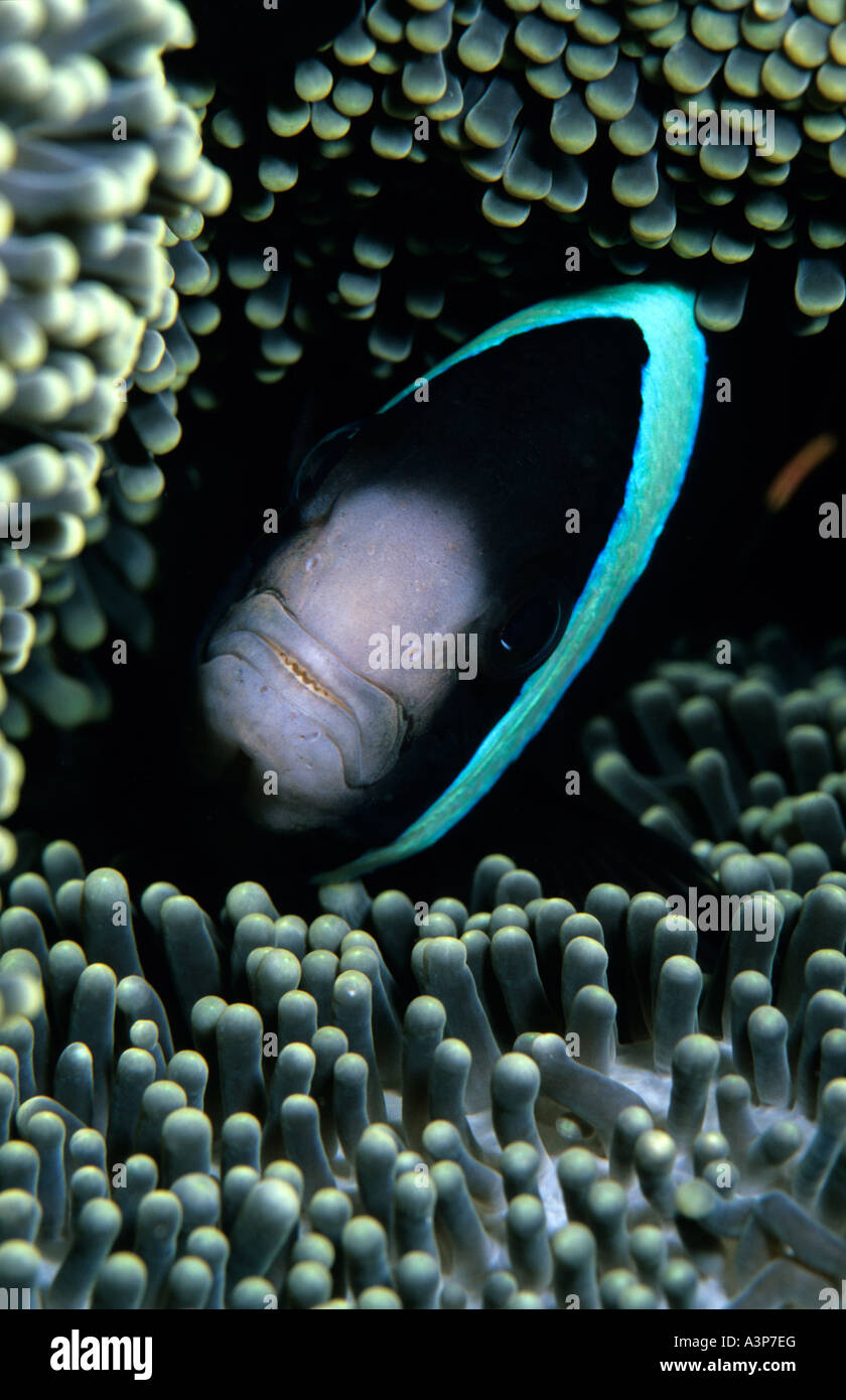 Clarki Clownfish Amphiprion clarkii Clarki clownfish inside host anenomes tentacles Sipadan Sabah Borneo Stock Photo