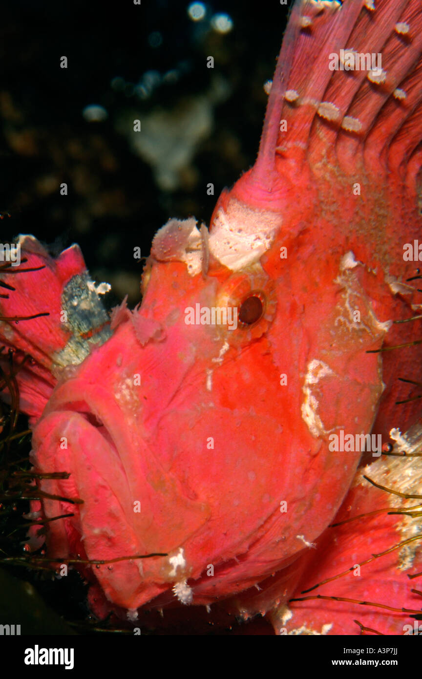 Leaf Scorpionfish Taenianotus triacanthus Pink colour strain Sipadan Sabah Borneo Stock Photo