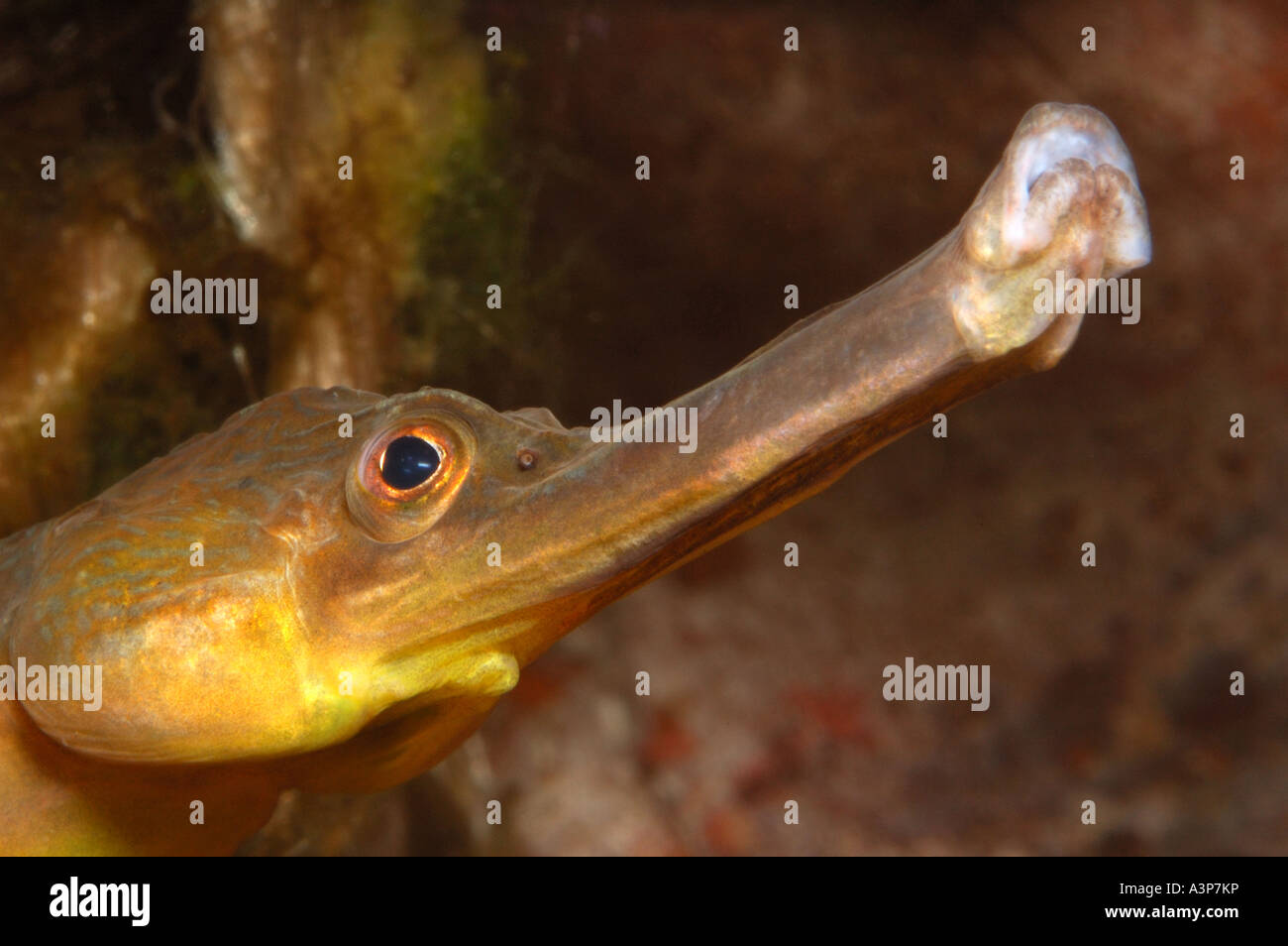 Greater pipefish Syngathus acus UK Stock Photo