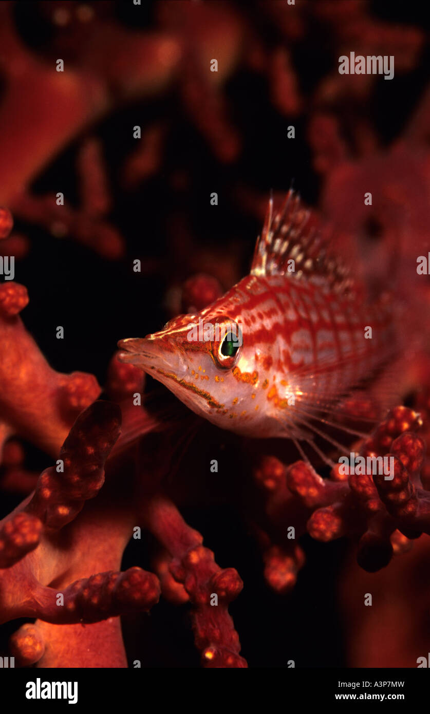 Longnose Hawkfish Oxycirrhites typus Sipadan Sabah Borneo Stock Photo