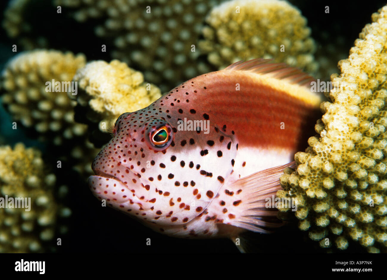 Foster s Hawkfish Paracirrhites typus Sipadan Sabah Borneo Stock Photo