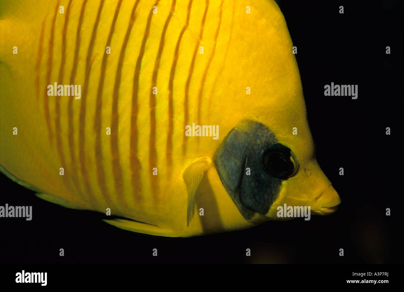 Addis or Masked Butterflyfish Chaetodon semilarvatus Red Sea Egypt Stock Photo