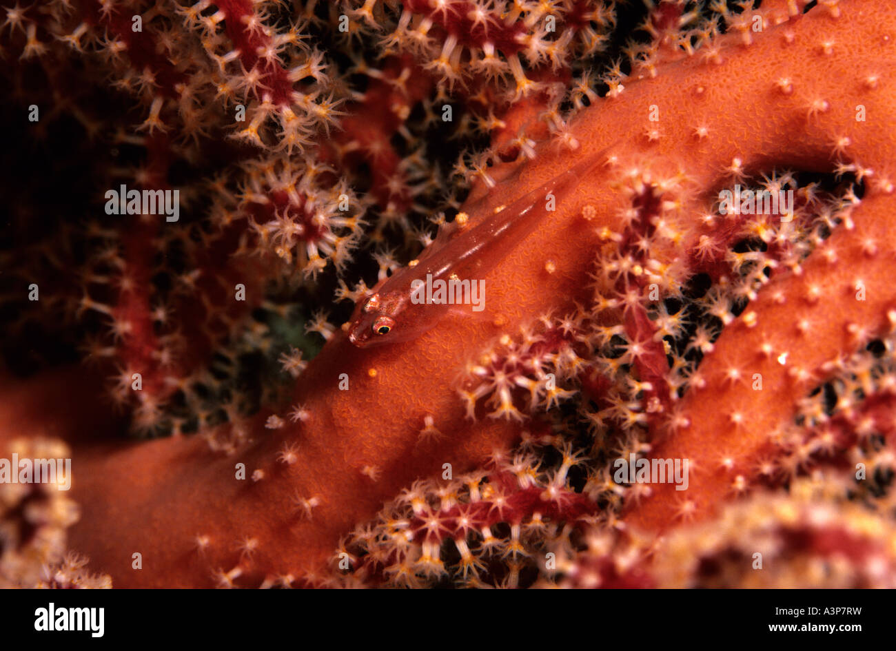 Many Host Goby Pleurosicya mossambica resting on soft coral Dendronephthya sp Sipadan Sabah Borneo Stock Photo