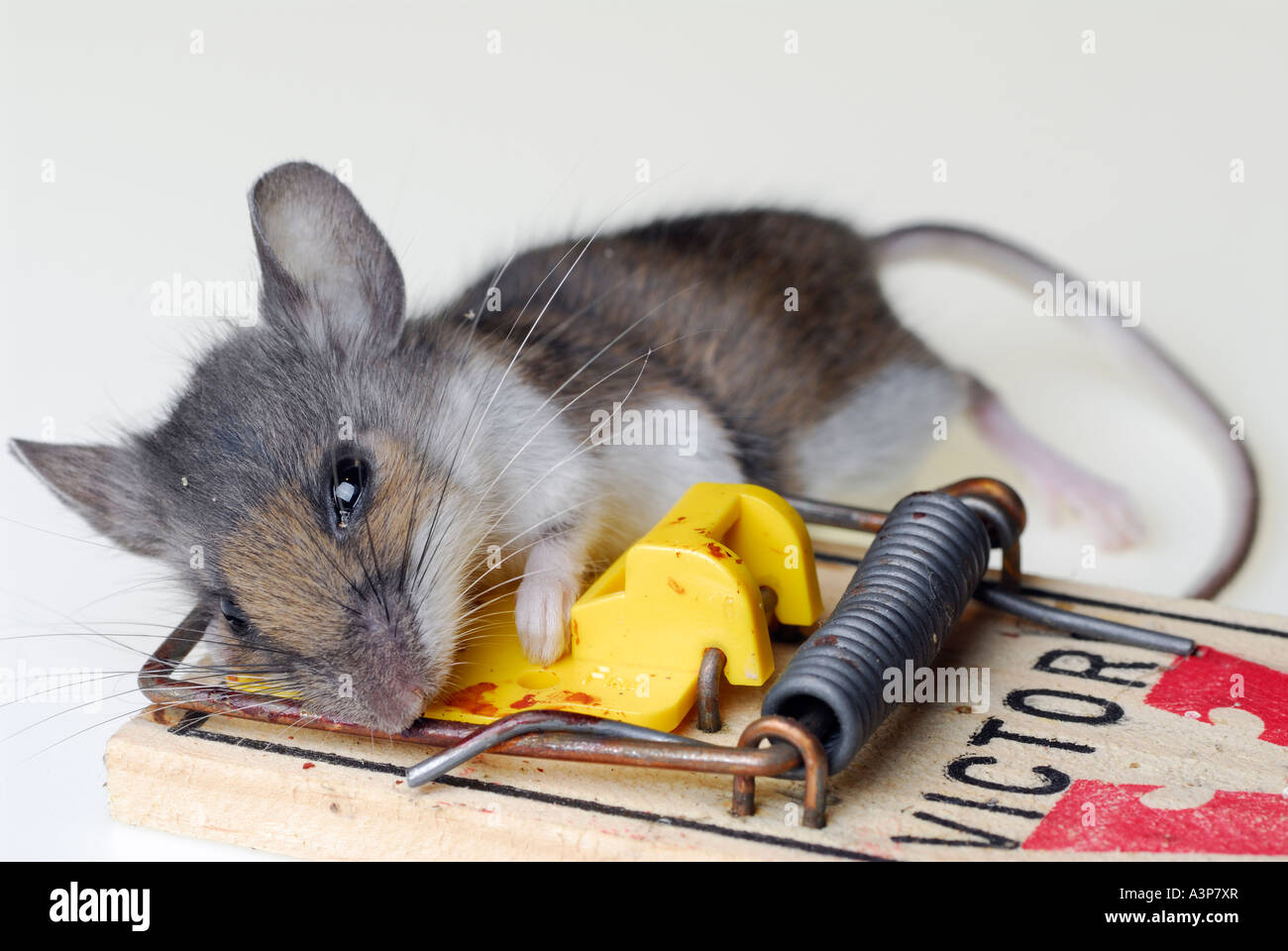 A dead mouse in a small, battery powered trap, killed by electric shock,  with the grain bait on the floor Stock Photo - Alamy