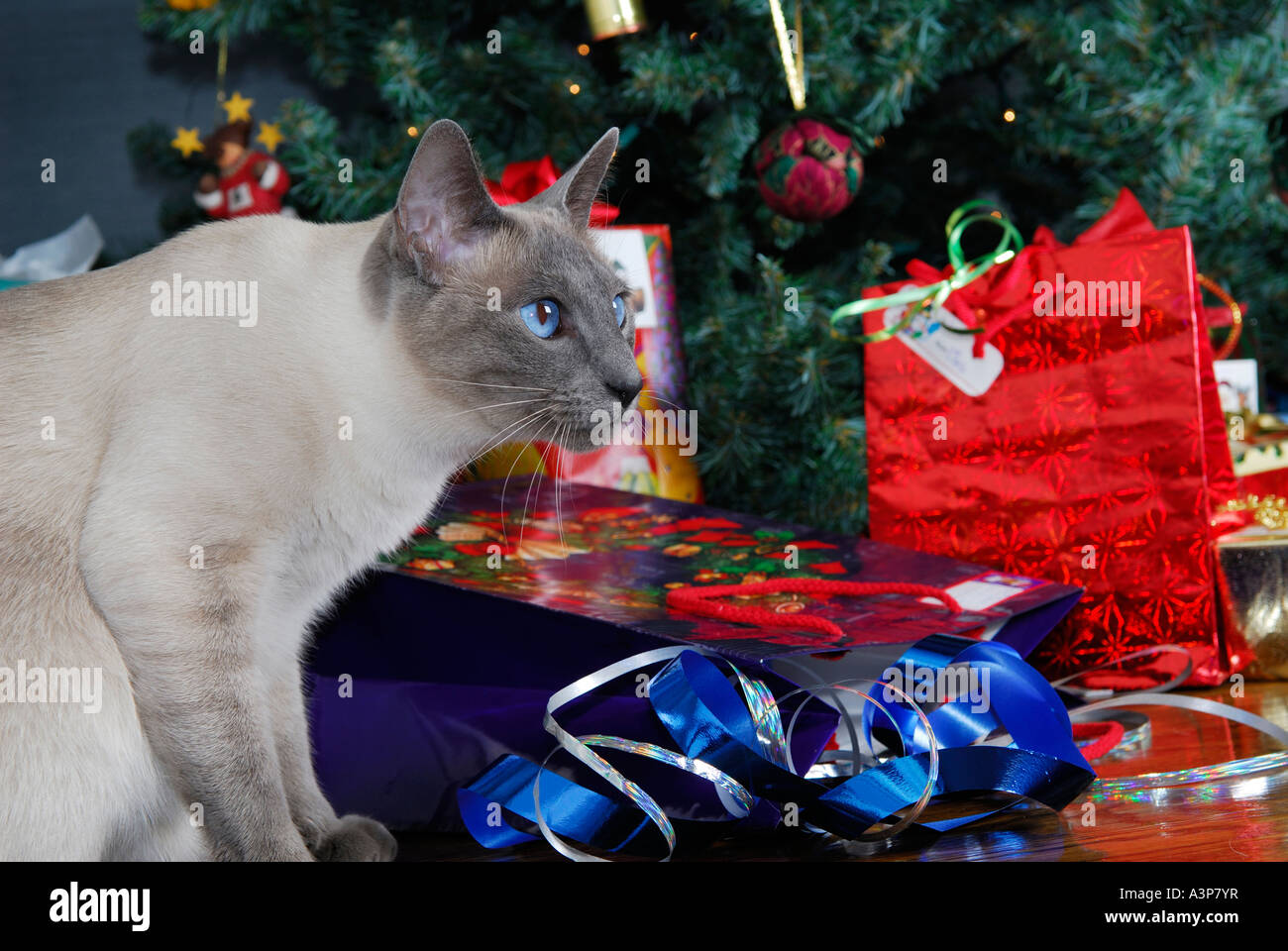 Blue eyed Siamese cat caught in the act of attacking christmas presents