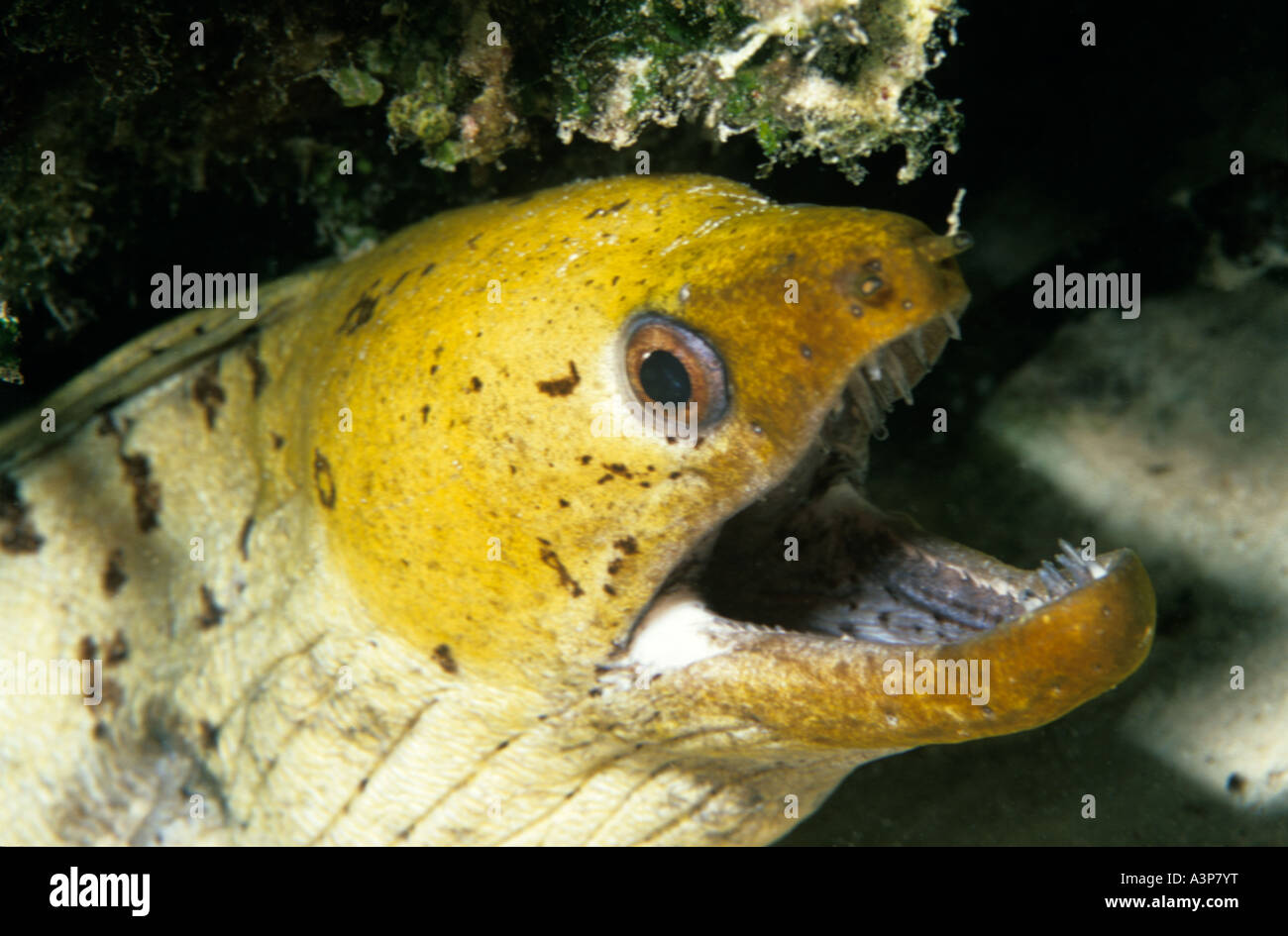 Fimbriated Moray Eel Gymnothorax fimbriatus Mabul Sabah Borneo Stock Photo