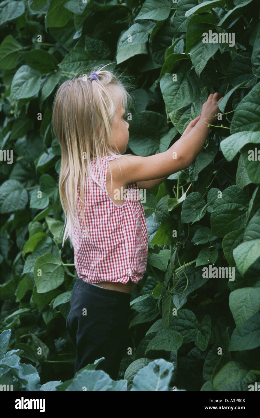 three year old girl in garden picking pole beans Stock Photo