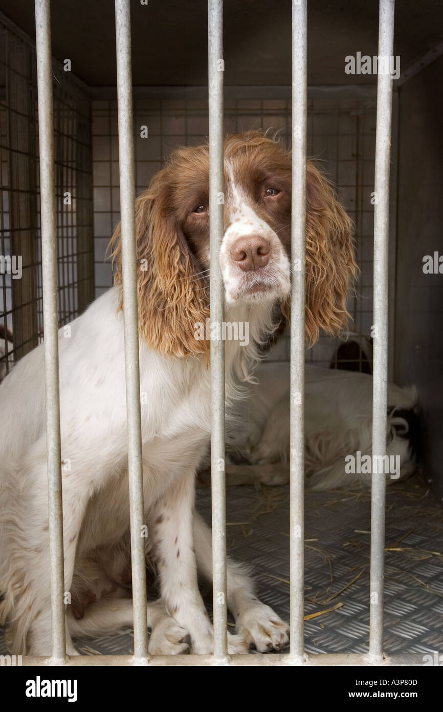 Dog in cage before fox hunt UK Stock Photo