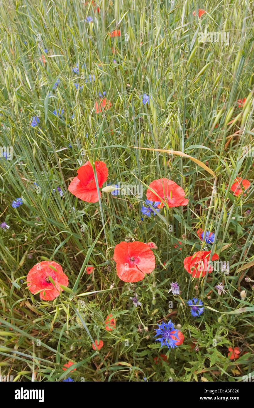 Wild flowers grass hi-res stock photography and images - Alamy