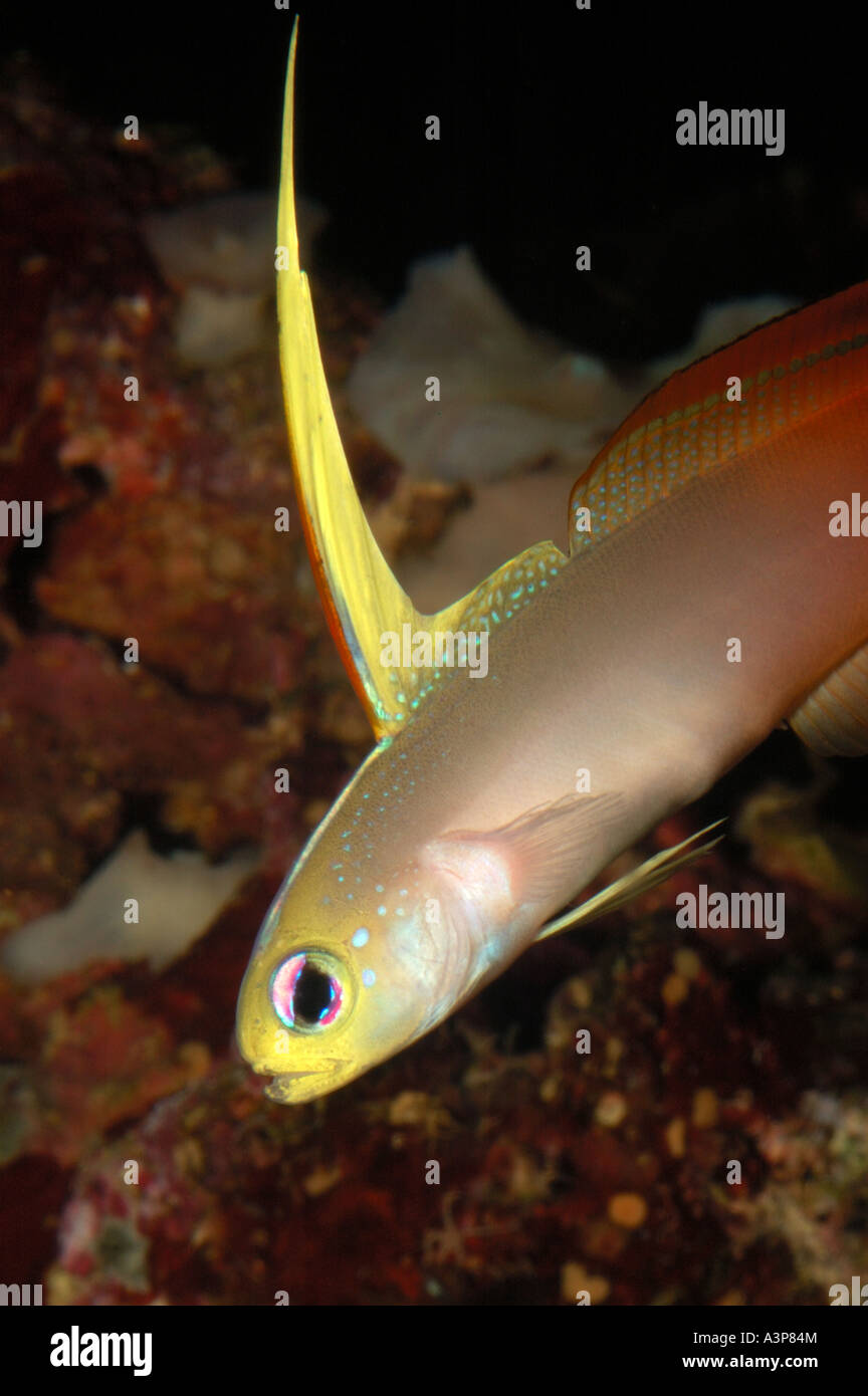 Firefish Nemateleotris magnifica Borneo Stock Photo