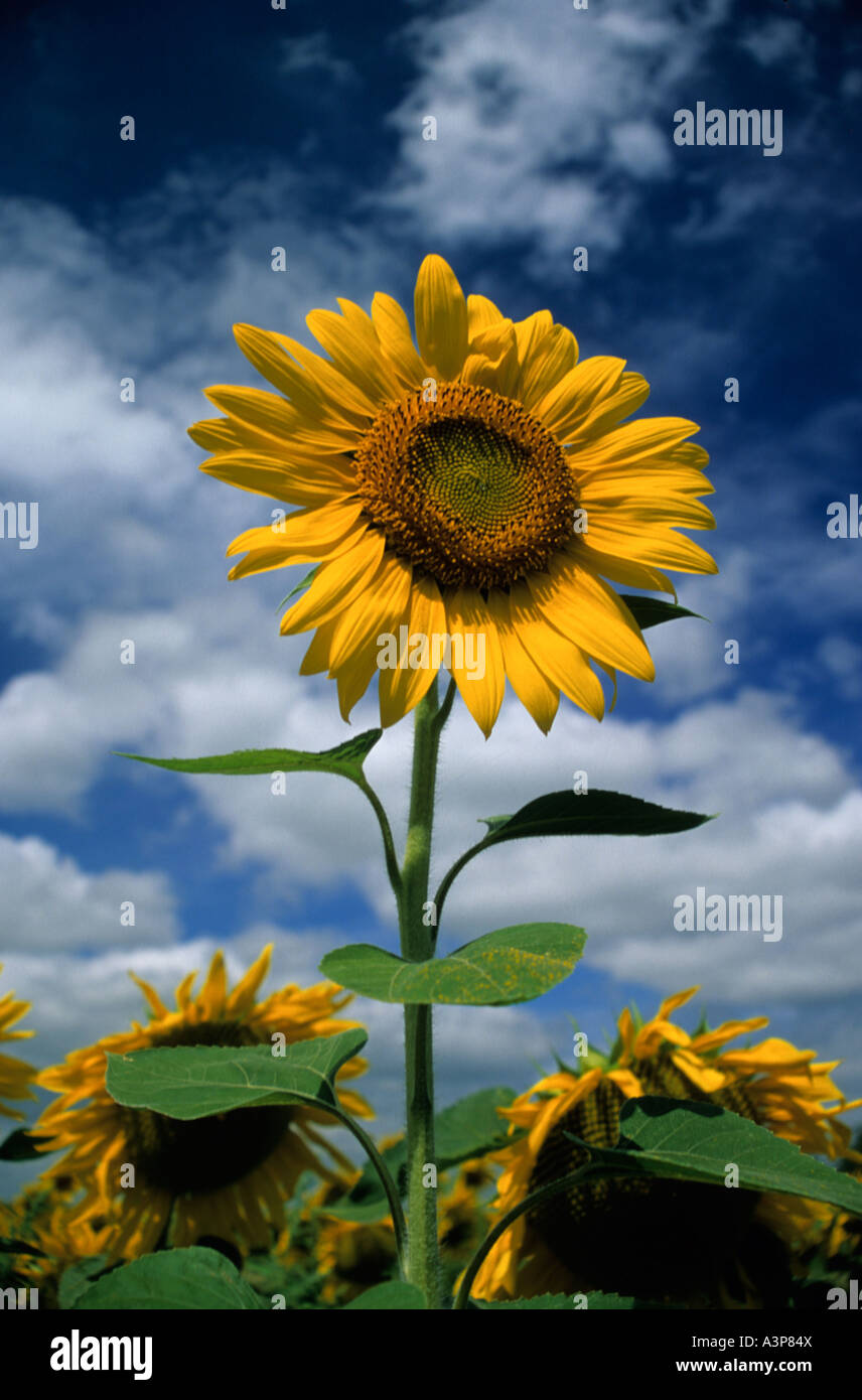 Sunflower Helianthus annuus France Stock Photo