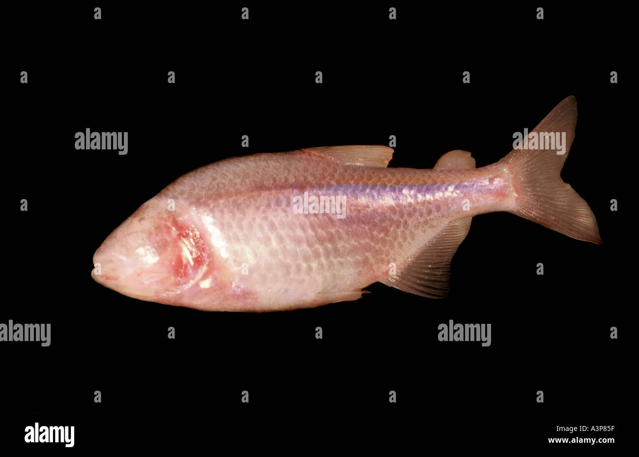 Blind cave fish Astyanax fasciatus mexicanus habitat Texas Mexico and Central America Stock Photo