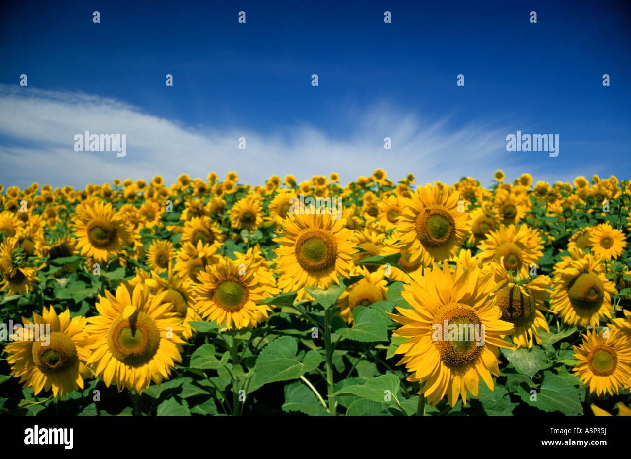 Sunflower Helianthus annuus France Stock Photo