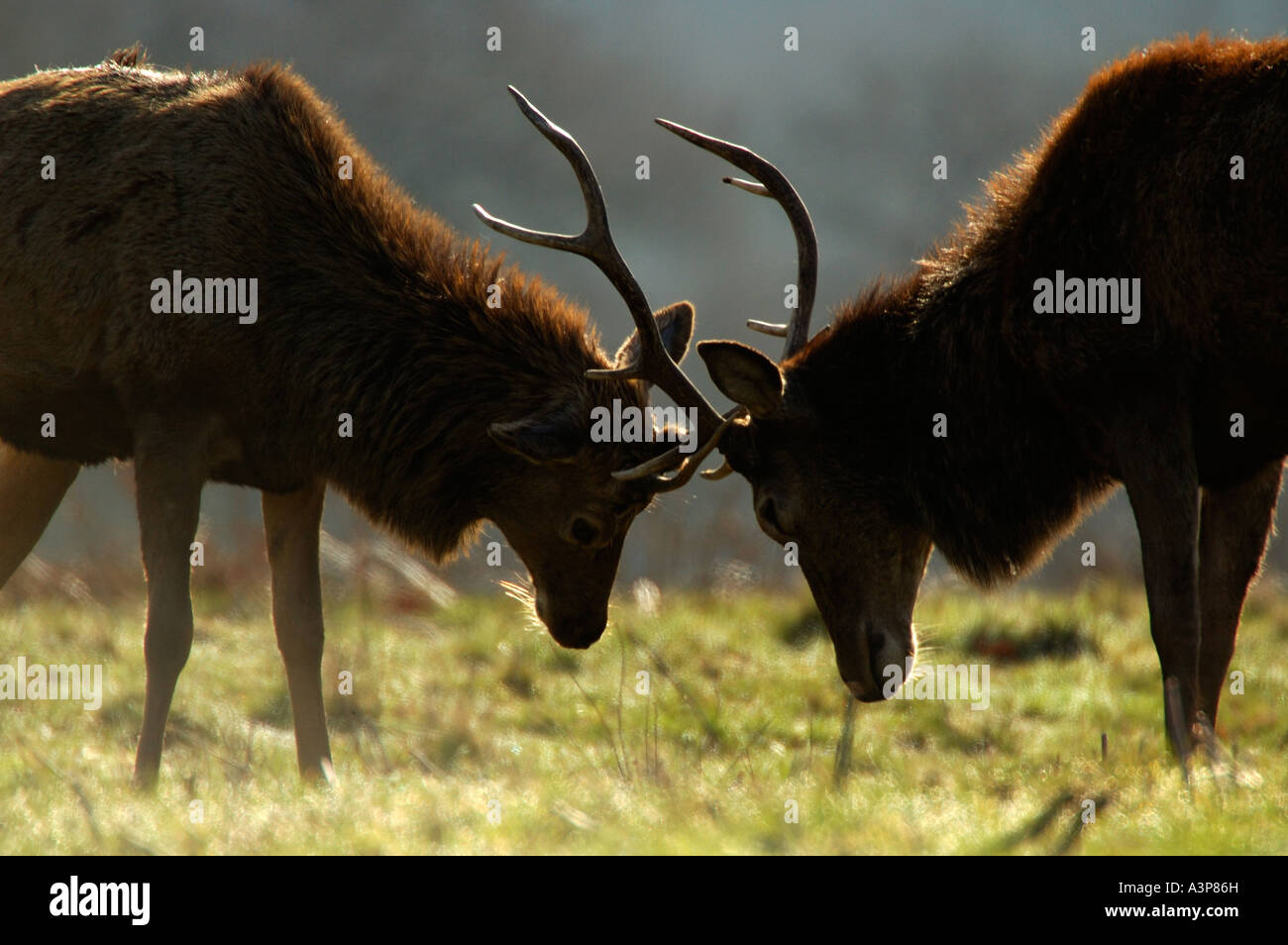 Red Deer Cervus elaphus males rutting locking antlers Richmond Park Surrey UK Stock Photo